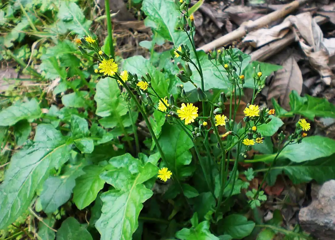 野菜味美作用大——黄鹌菜