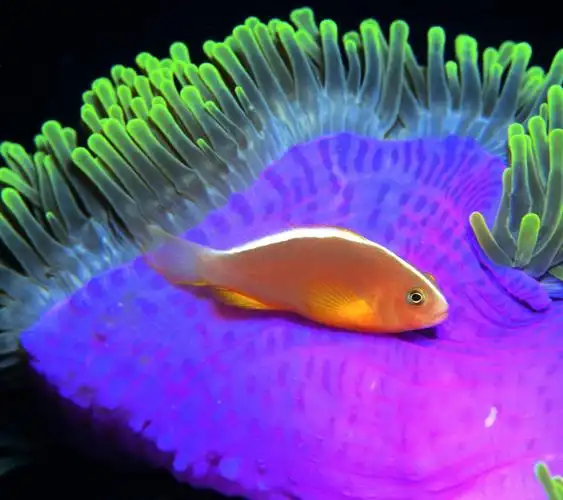 大自然,海底世界,鱼,珊瑚,可爱的鱼壁纸