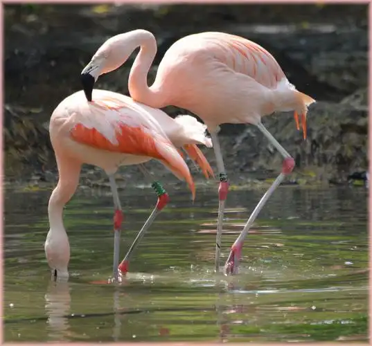 火烈鸟图片鸟类火烈鸟红鹳红鹤