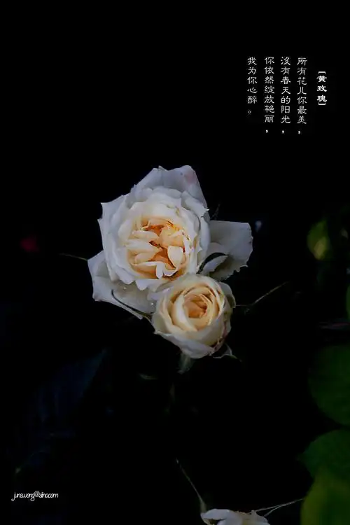 【忧伤的黄玫瑰摄影图片】南国公园生态摄影_太平洋电脑网摄影部落