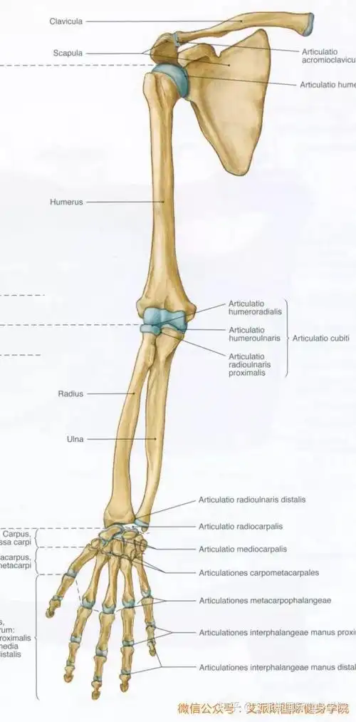 【艾派斯人体科学小讲堂】 第四讲 上肢骨 - 知乎