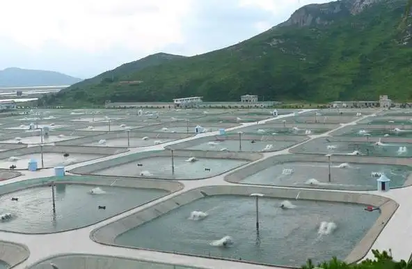 立秋后养殖户如何加强鱼塘管理