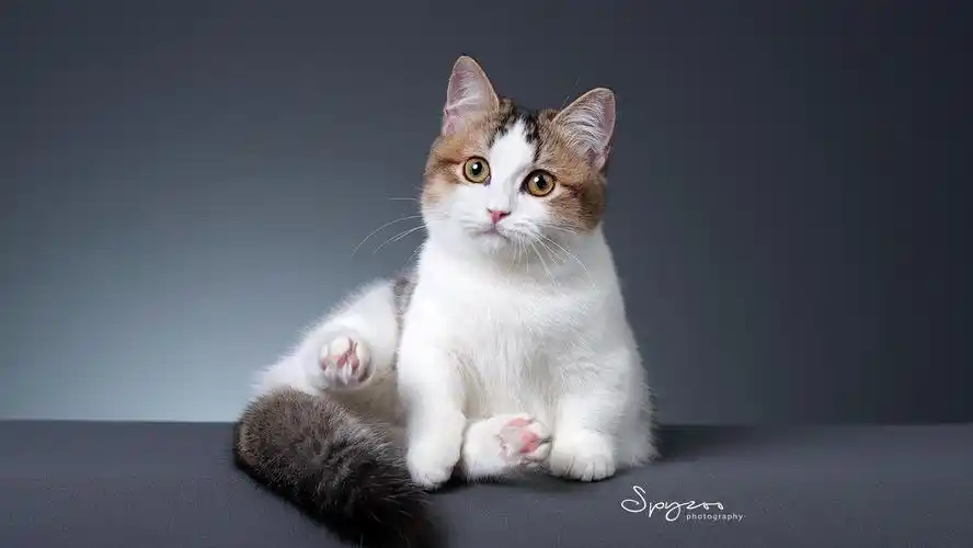 曼奇金短腿猫小土豆自嗨.