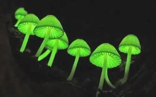 萤光蕈荧光蘑菇荧光小菇图片夜光植物夜光蘑菇珍稀植物图片荧光蕈图片