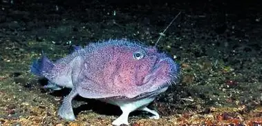 灯笼鱼鮟鱇鱼灯笼鱼彩绘