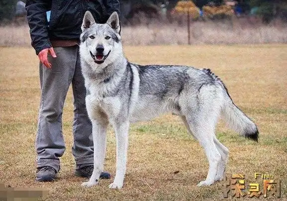 捷克狼犬:价值8万(目前不知道具体价格)