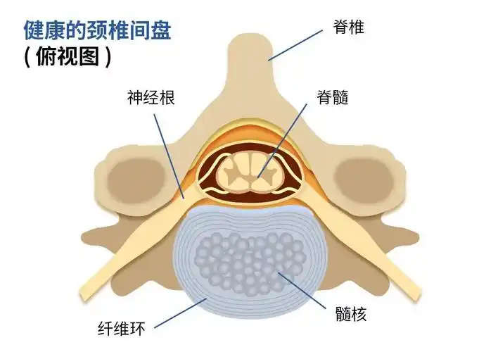 顶"天"立"地"的颈椎——颈椎基本解剖