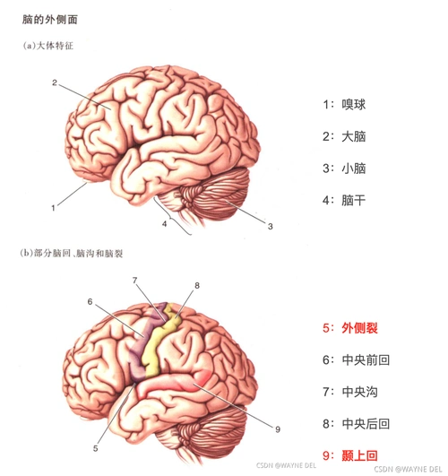 大脑解剖图纯图片