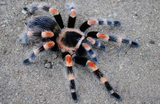 中国十大毒蜘蛛排行榜及图片 一旦被咬不是残就是死