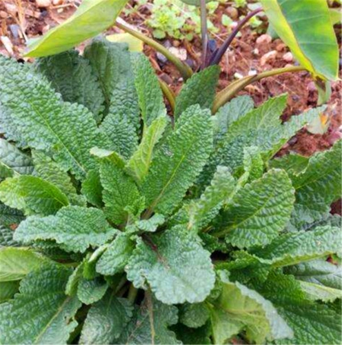 农村一种"赖皮草",样子丑,用处大,现在少见,看到要珍惜