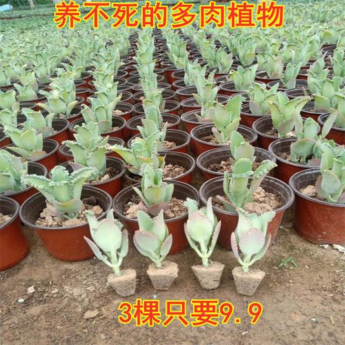 多肉植物不死鸟大叶落地生根室内新手花卉绿植盆栽防辐射吸甲醛