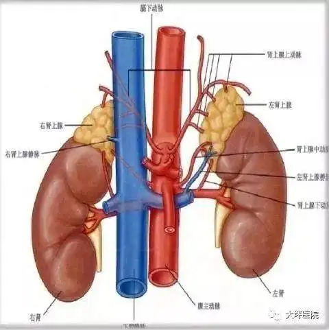 【医疗资讯】警惕!肾上腺肿瘤引起的继发性高血压