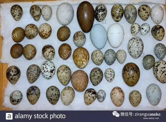 什么鸟的飞行能力高低和鸟蛋形状有关系