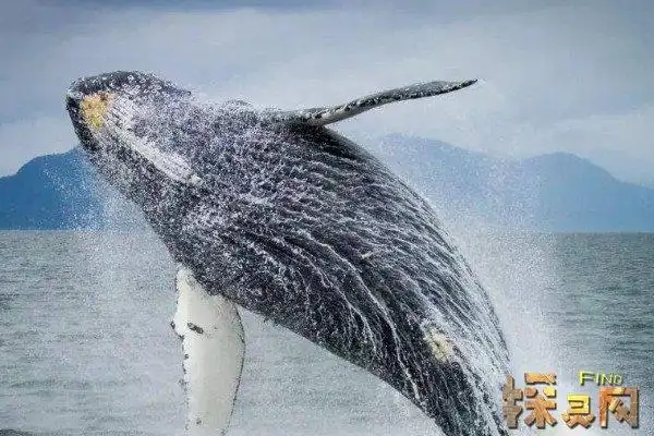 藤壶在鲸鱼身上疼吗,鲸鱼会感受到剧烈痛苦(通过触礁加以缓解) — 探