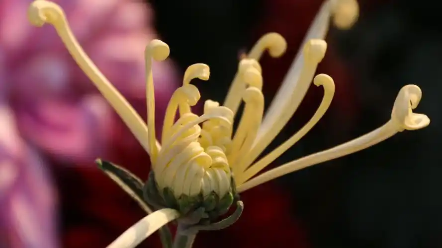 秋日盛开的菊花摄影高清桌面壁纸