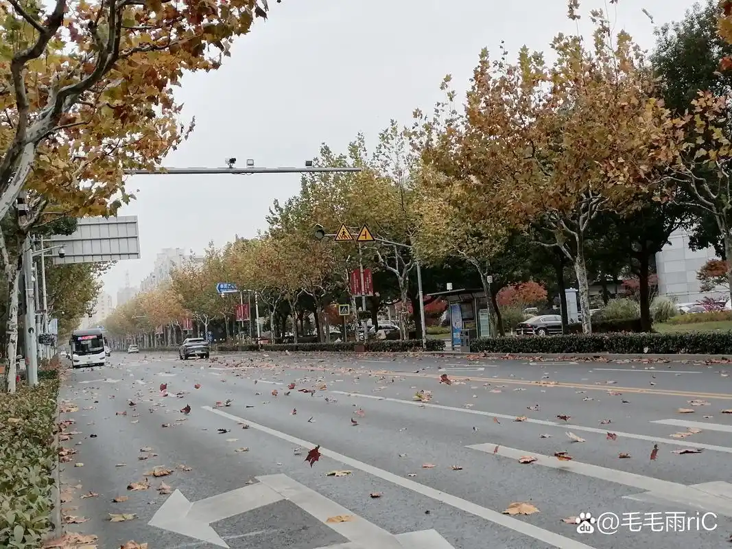 秋风扫落叶 虽然已经入冬了,但是今天却是秋天的感觉