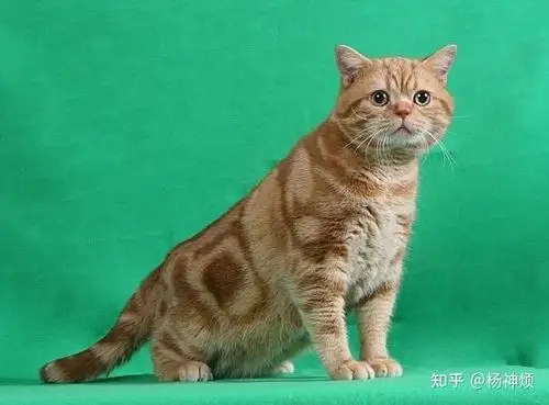 这个是红虎斑猫吗?
