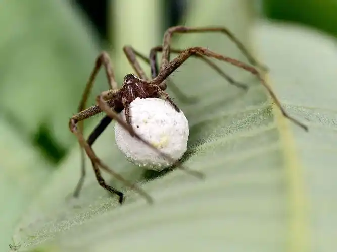 最佳答案 如果是在家里经常出现的, 比较大的,估计是白额高脚蛛  本