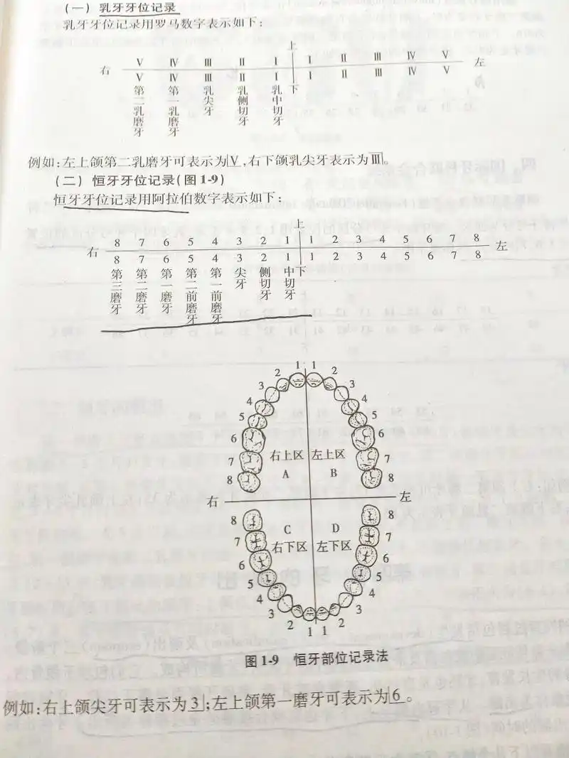 临床常用牙位记录法 乳牙:6个月左右乳牙开始萌出,至2岁半左右20个