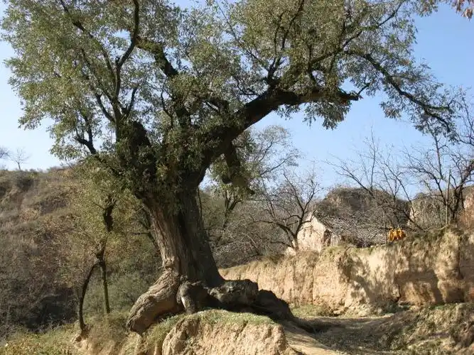 老槐树 文/湘香 诵/林海