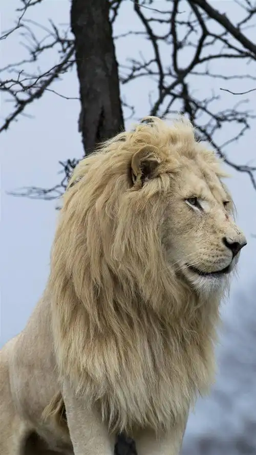 狮子,狮,大型猫科动物,野生动物,手机壁纸百兽之王狮子