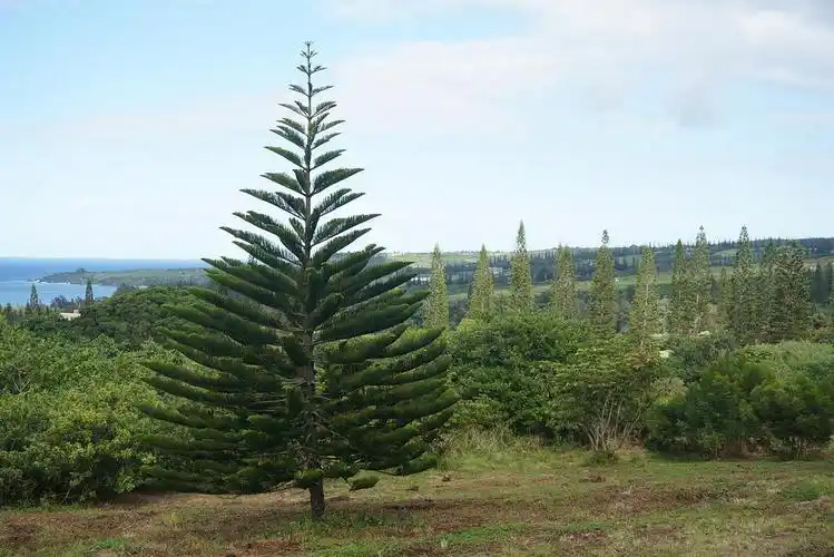 夏威夷的各种各样的大树们太爱了