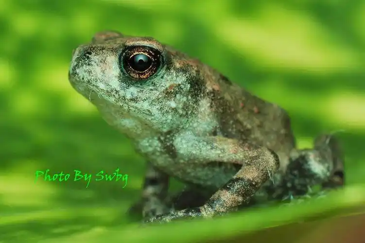 萌萌哒----小小蟾蜍