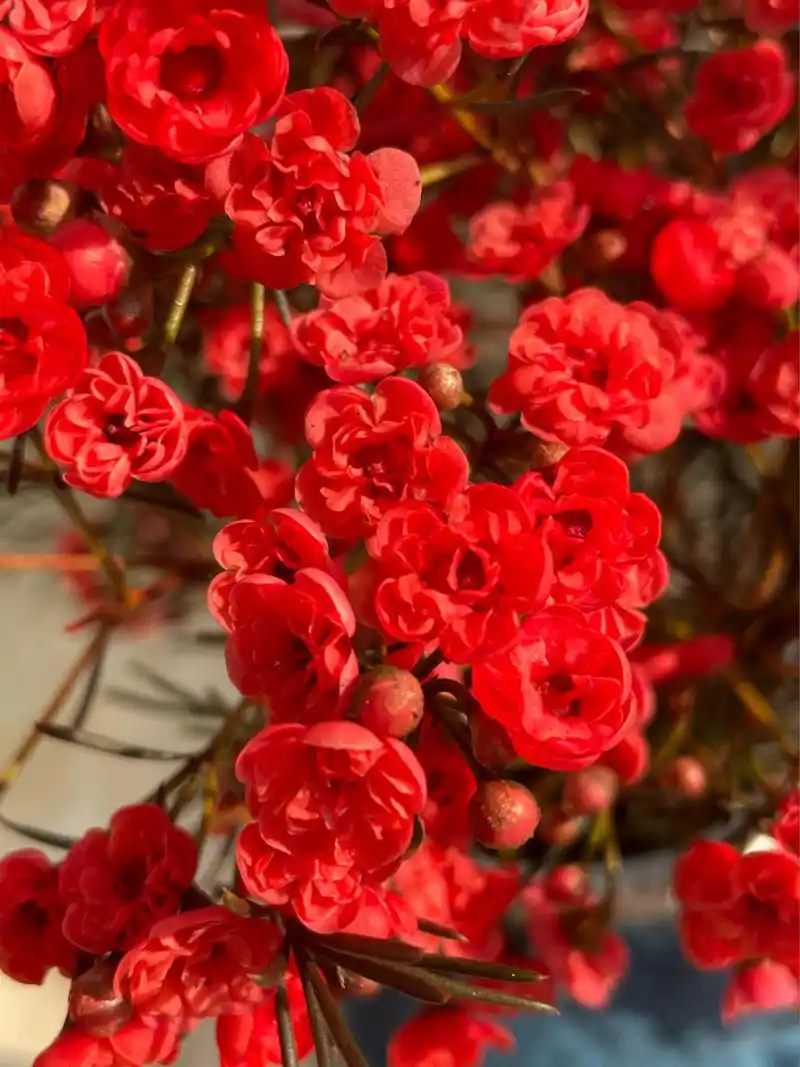 重瓣红色腊梅 吸染的大红色,非常喜庆!