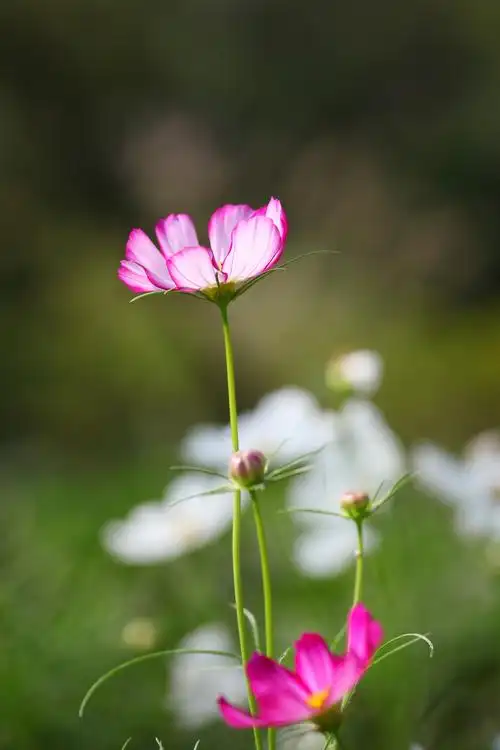 【一组格桑花摄影图片】生态摄影_道具破船_太平洋电脑网摄影部落