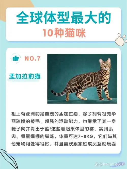 猫咪排行榜之体型最大的10种猫,小猫大块头