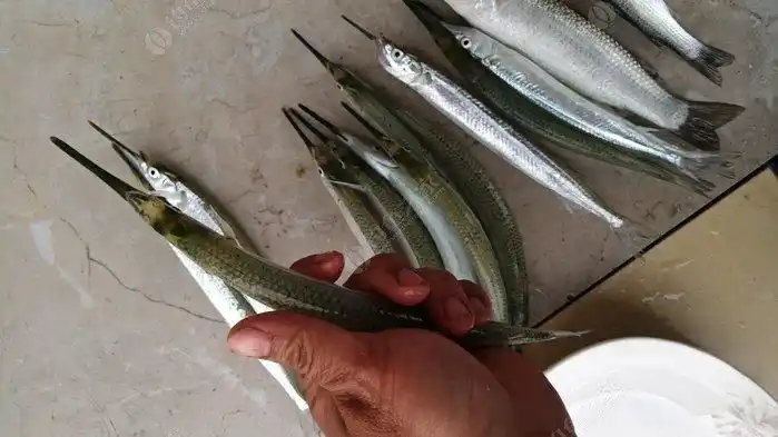 昨天一天也钓到几条鱼