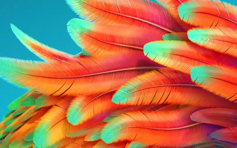 高清晰鲜艳的红色羽毛壁纸