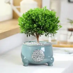 【原装盆】小叶赤楠创意盆栽