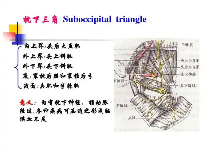 高等教育 医学 1脊柱区解剖ppt 东南大学局部解剖学课件 枕下三角