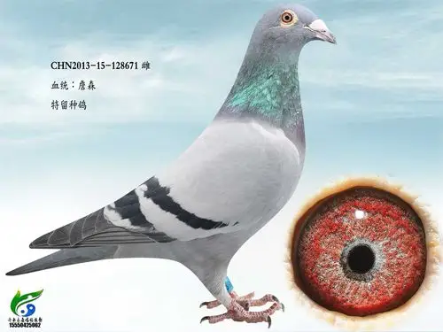 詹森_亿宝鸽舍-中信网爱鸽商城