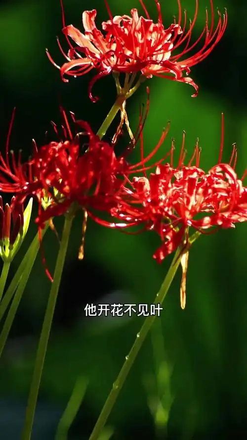 悲伤之花彼岸花花叶永不相见但开花时超美颜色