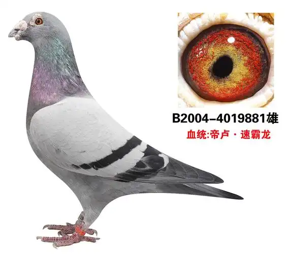 【马歇尔·阿布瑞契原棚速霸龙】