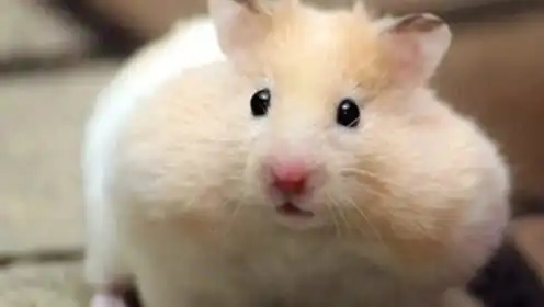 仓鼠嘴里到底能塞多少东西?用x射线观察之后,大开眼界!