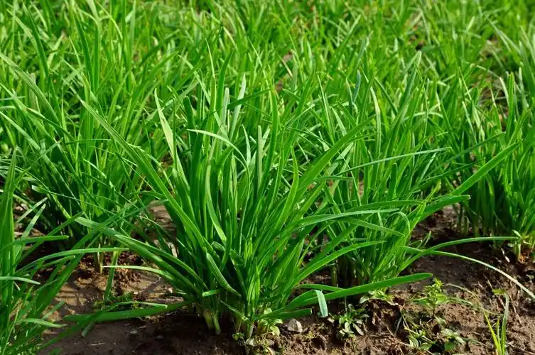 韭菜种植新高度!韭菜无农残,眼睛看得见!馨秋放心韭菜上市!