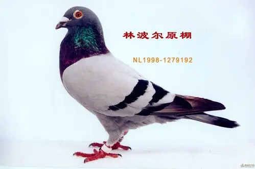 林波尔_相册_协禾鸽业 - 赛鸽资讯网