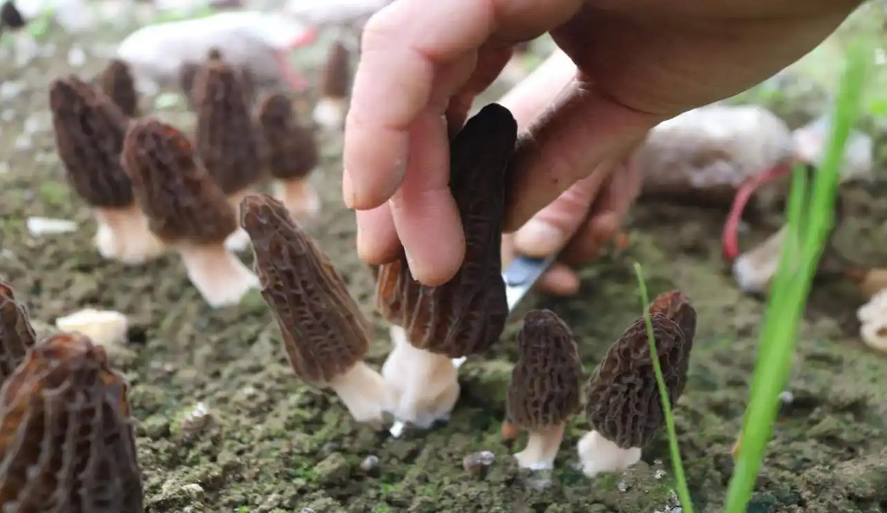 马岩村羊肚菌种植户翁寿清正在进行采摘