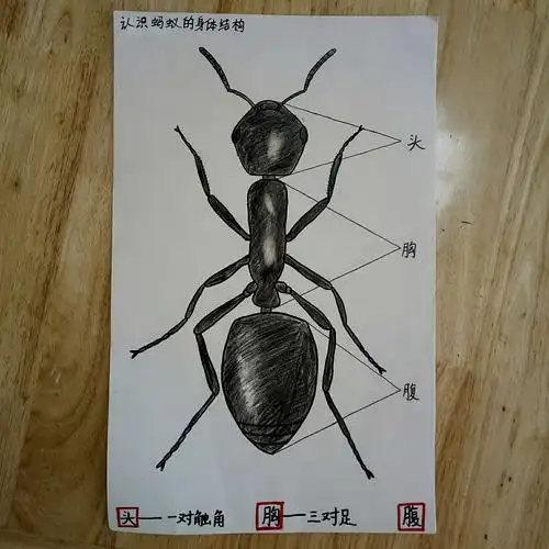 昨天我们认识了蚂蚁的身体结构,还一起到户外开展了寻找和观察蚂蚁的