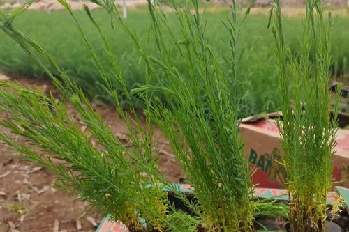 22/盆 蓝花亚麻工程苗,多芽蓝亚麻盆栽苗种植基地,蓝亚麻自产自销