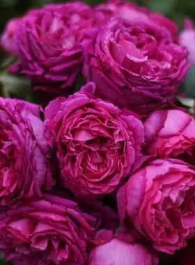 芳香花园月季紫红色浓香庭院花台