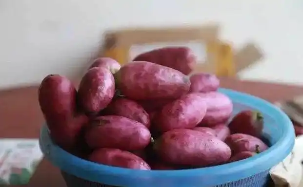 树地瓜一斤多少钱一斤人民币多少钱