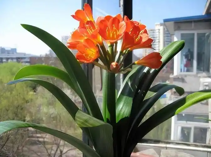 什么花代表健康平安吉祥的花语(家养3种花卉寓意健康长寿)