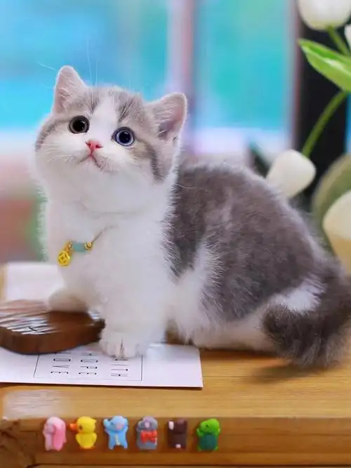 蓝虎斑矮脚猫异瞳曼基康短腿猫杭州猫舍