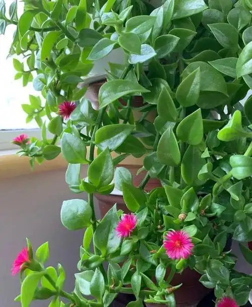 牡丹吊兰和田七的区别,你一定不知道的秘密!