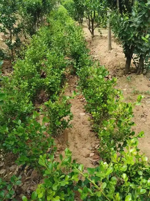 瓜子黄杨绿篱 瓜子黄杨苗 瓜子黄杨绿篱 瓜子黄杨价格 日照瓜子黄杨