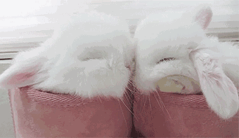 340_197gif 动态图 动图